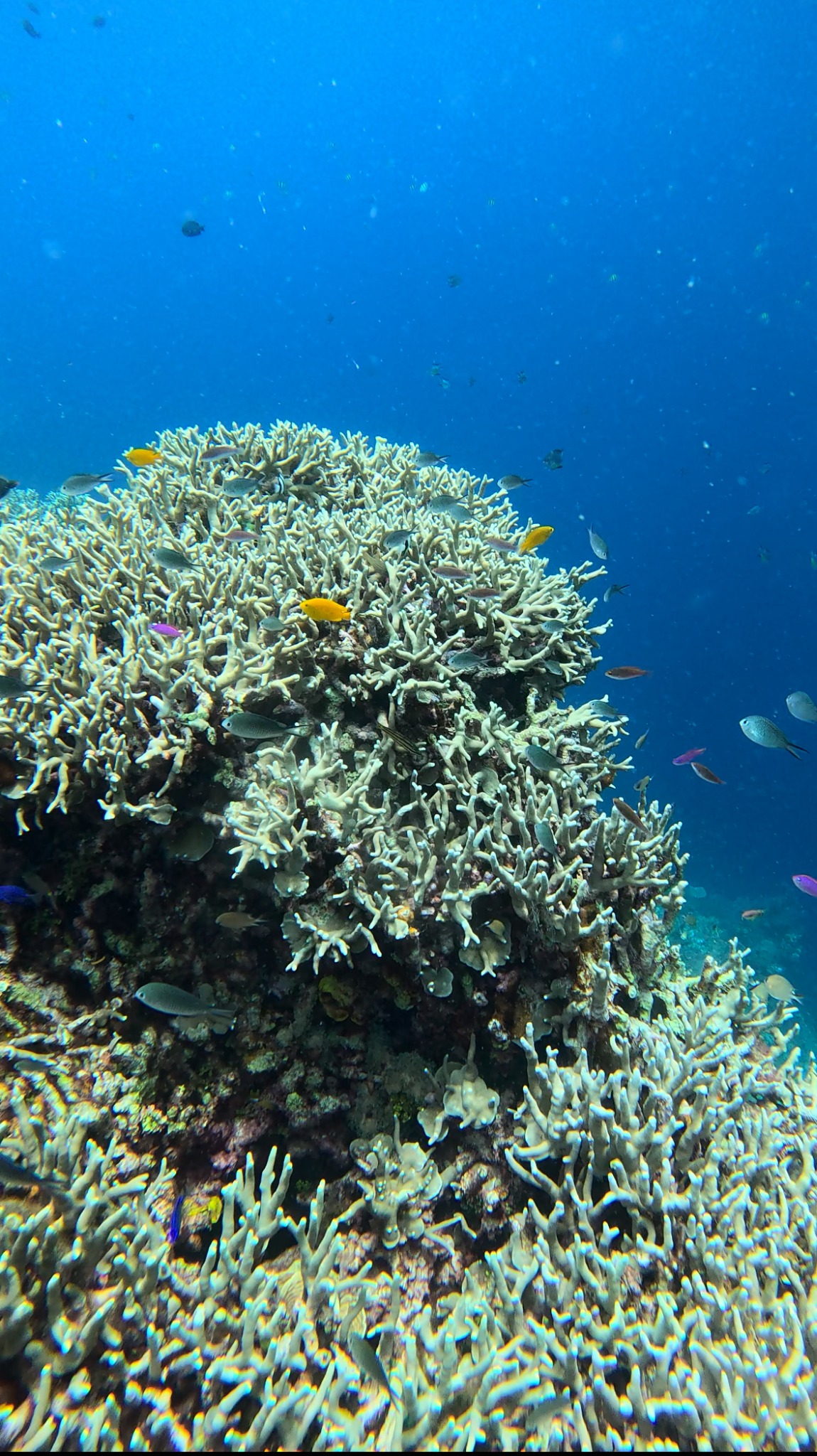 Colorful fish around a coral reef in clear blue water